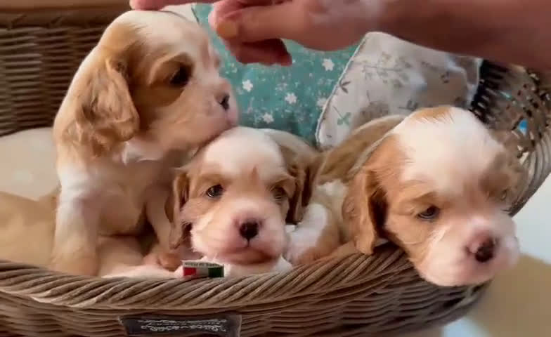 Cavalier King cani in vendita: Cuccioli Quicksilver delle isole verdi  - Video 2