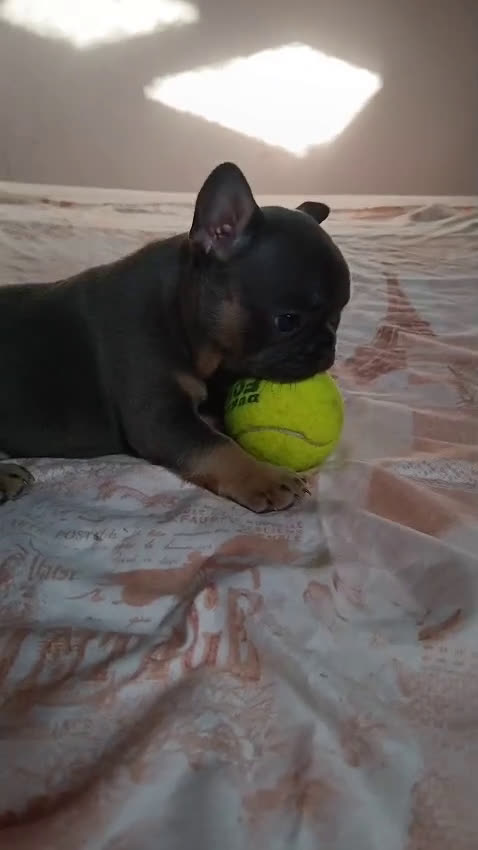 Bulldog Francese cani in vendita: cuccioli bulldog francese a Provincia di Avellino - Video 1