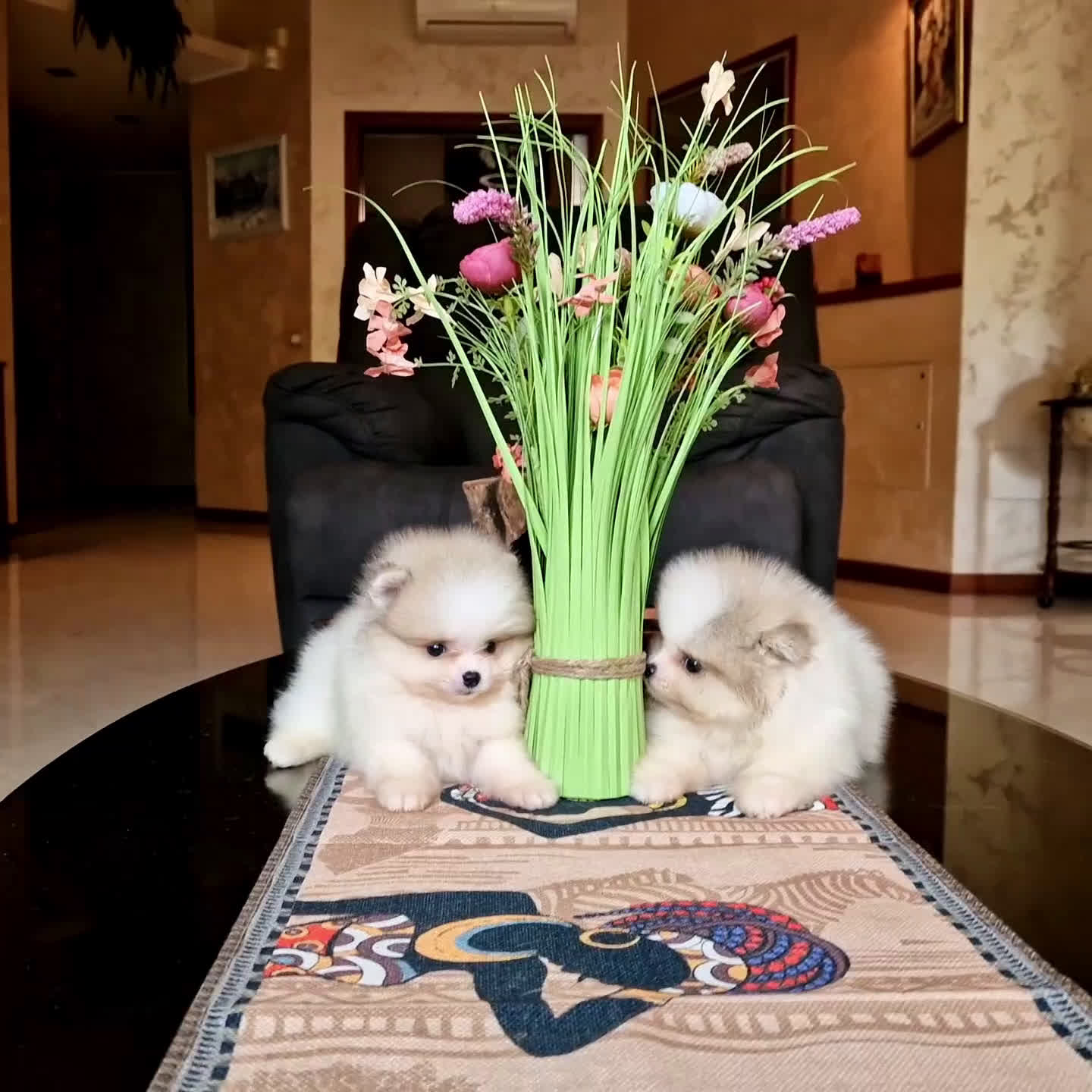 Spitz cani in vendita: Spitz tedesco NANO Pomerania  - Video 5