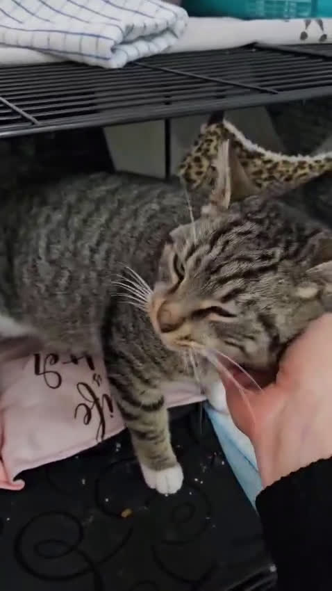 Altre razze gatti in regalo: CERCA UNA FAMIGLIA ❤️ SASSOFERRATO (AN) - Video 1