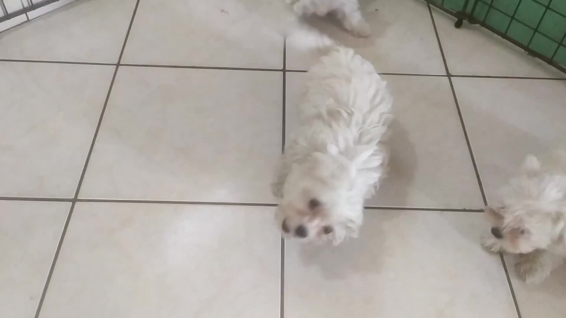 Maltese cani in vendita: Maltesi Toy cuccioli  - Video 1