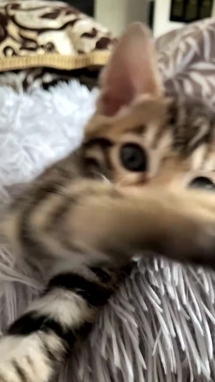Bengala gatti in vendita: Bengala MI - Video 1