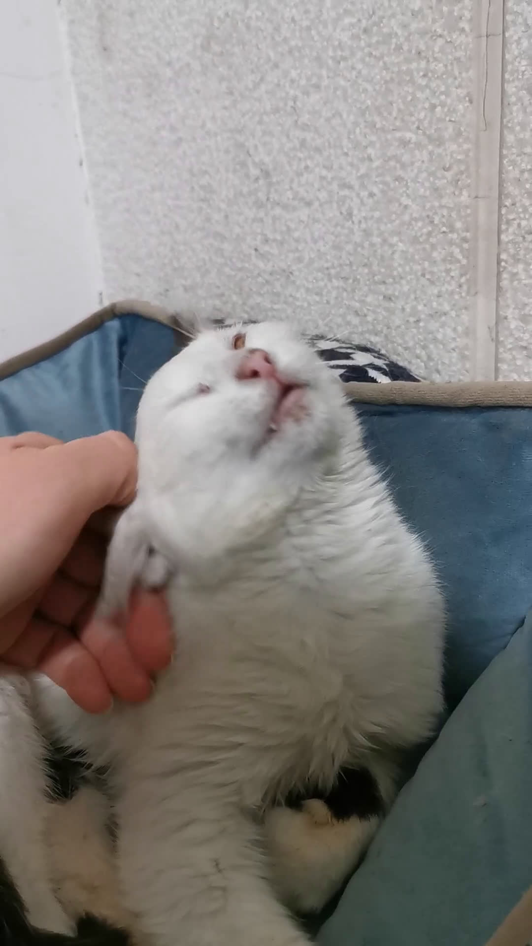 Europeo gatti in regalo: Gattina Bianca - Video 1