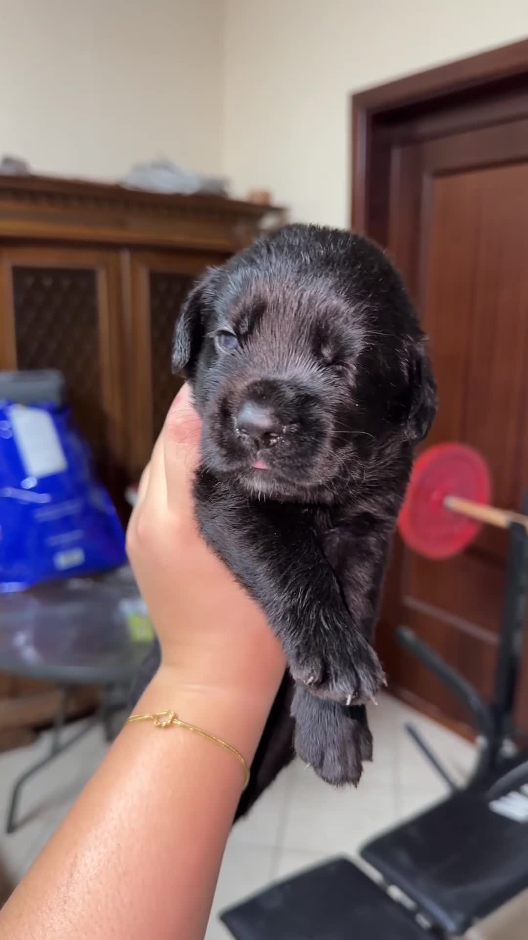Labrador cani in vendita: Labrador neri cuccioli - Video 1