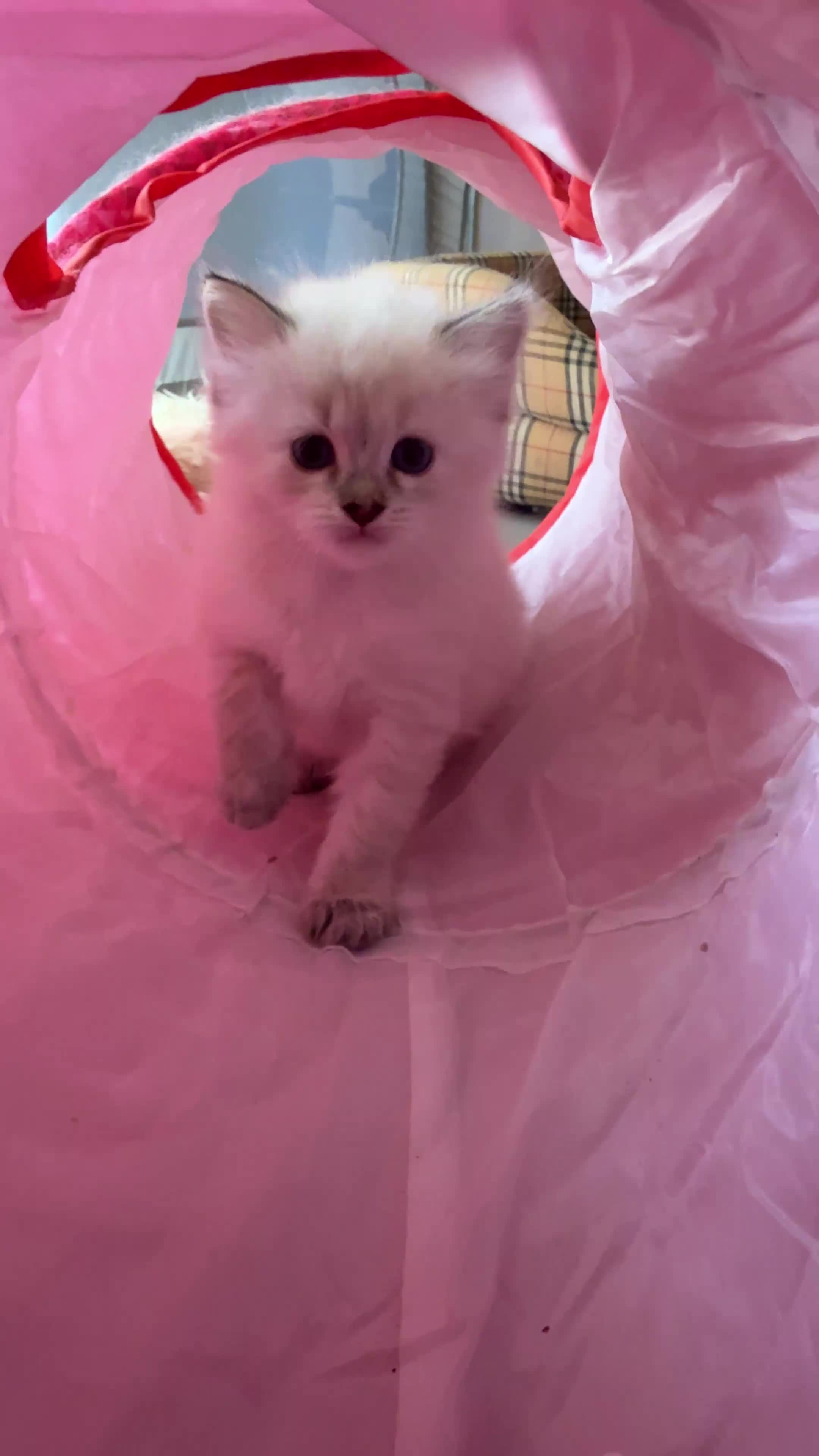 Siberiano gatti in vendita: Ultime due cucciole siberiane neva disponibili - Video 2
