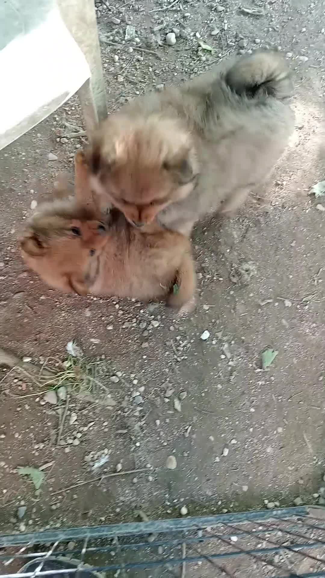 Spitz cani in vendita: Spitz tedesco piccolo  - Video 1