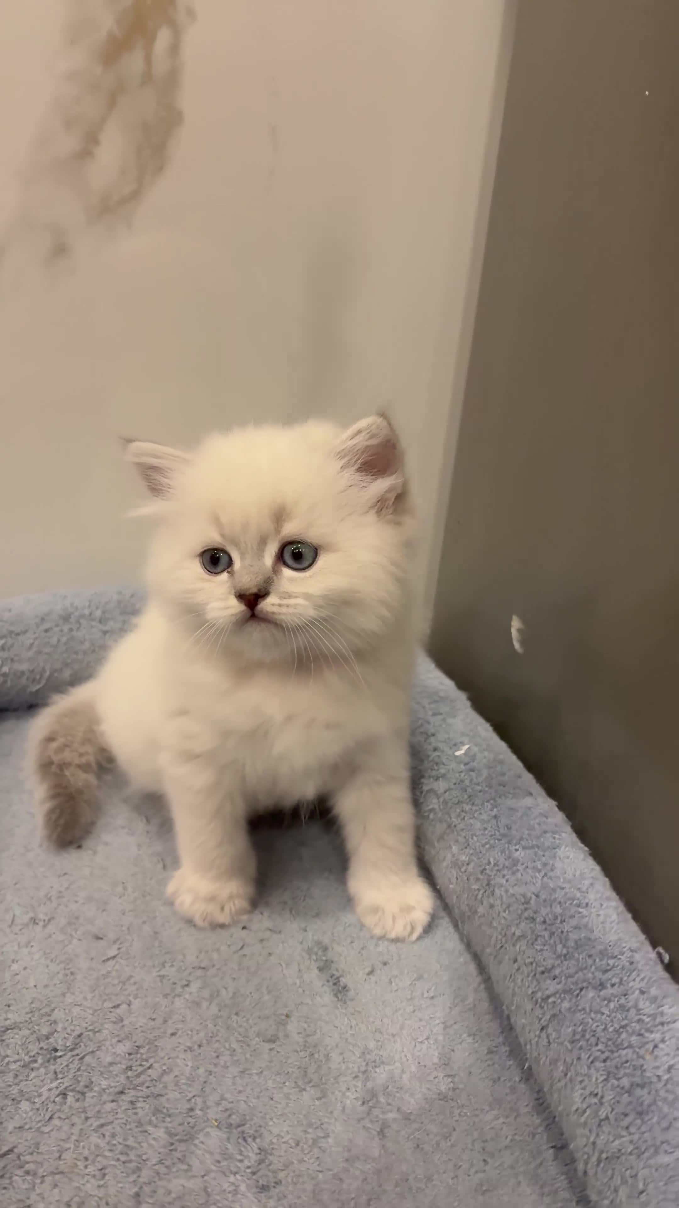 British gatti in vendita: Scottish fold straight  - Video 2