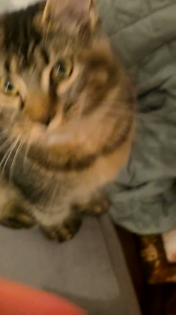 Maine Coon gatti in vendita: Maine Coon - Video 1