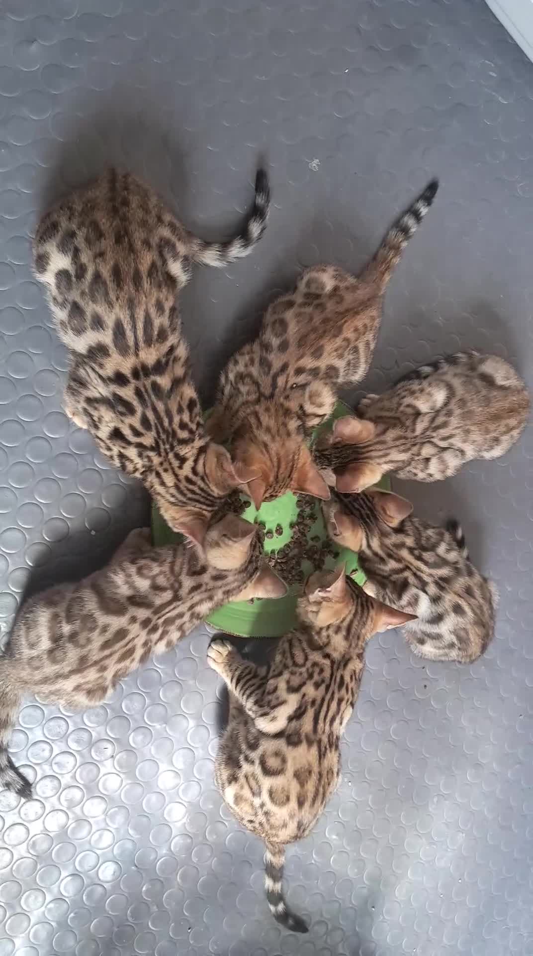 Bengala gatti in vendita: Bengala cuccioli  - Video 1