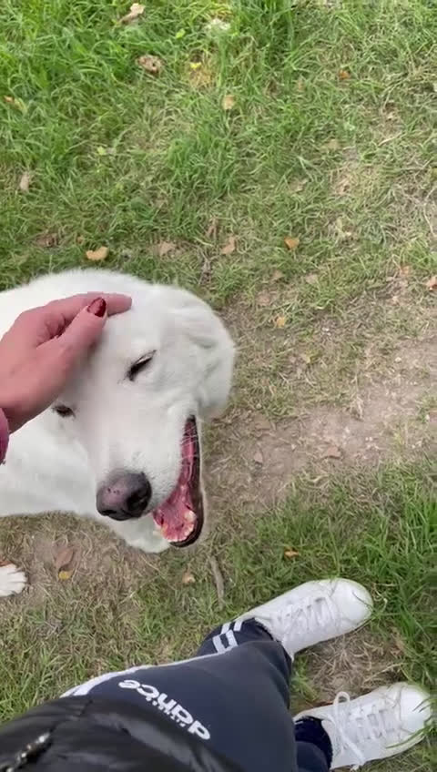 Meticcio cani in regalo: ADOTTA LO SPLENDIDO CESARE - Video 1