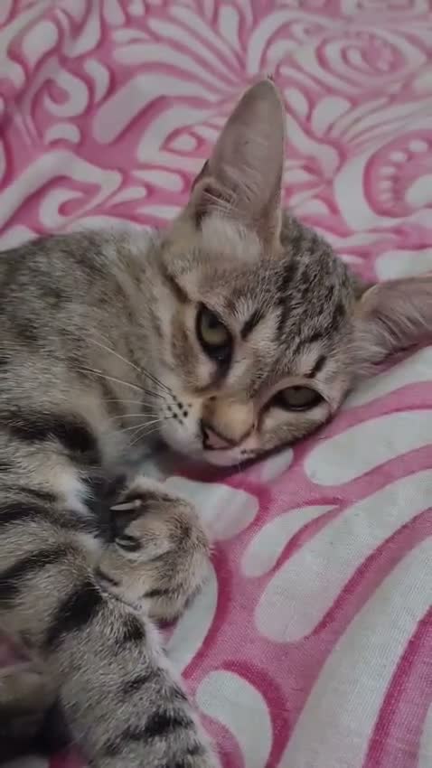 Europeo gatti in regalo: MARGHERITA GATTINA SUPER AFFETTUOSA   - Video 1