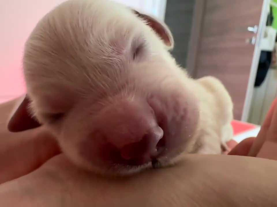 Golden Retriever cani in vendita: Cuccioli disponibili - Golden retriever a Provincia della Spezia - Video 1
