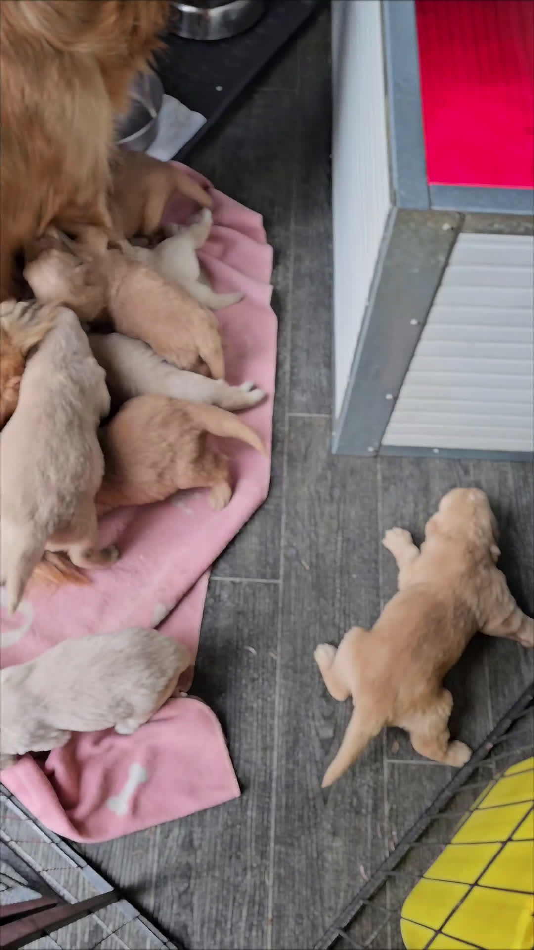 Golden Retriever cani in vendita: CUCCIOLI GOLDEN RETRIEVER  - Video 5