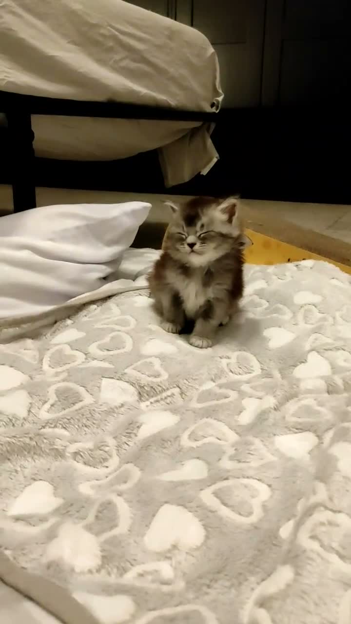 Maine Coon gatti in vendita: MAINE COON CON PEDIGREE:PERCORSO DI ADOZIONE ETICO - Video 1