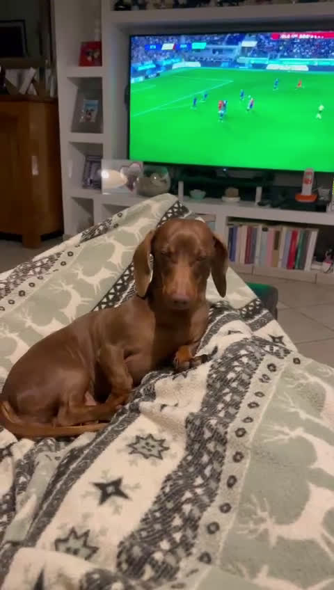 Bassotto cani per accoppiamento: Accoppiamento  - Video 1