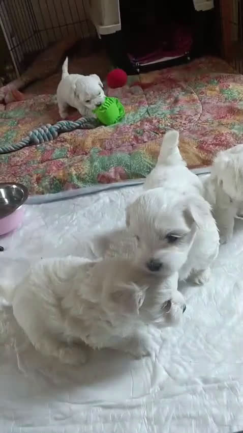 Maltese cani in vendita: Cucciolo di Maltese - Video 1