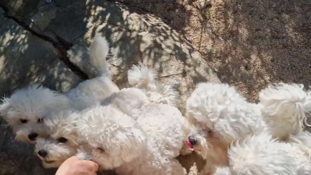 Bichon cani in vendita: Un Amore cresciuto con dedizione totale a Provincia del Sud Sardegna - Video 3