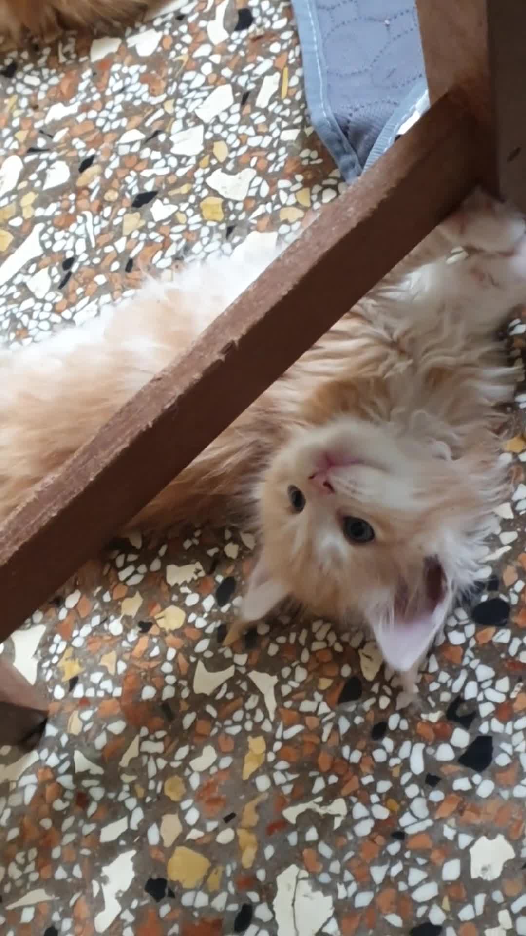 Maine Coon gatti in vendita: MAINE COON  - Video 2