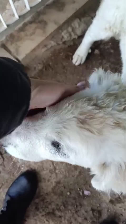 Meticcio cani in regalo: COMETA - Video 1