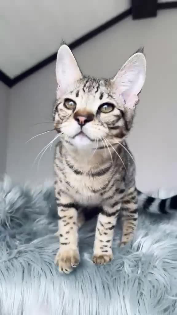 Savannah gatti in vendita: Splendidi cuccioli di gatto Savannah – 4 mesi  - Video 3