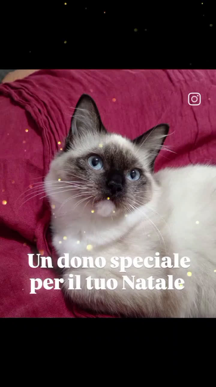 Ragdoll gatti in vendita: Ragdoll Cucciola con pedigree ministeriale - Roma - Video 1