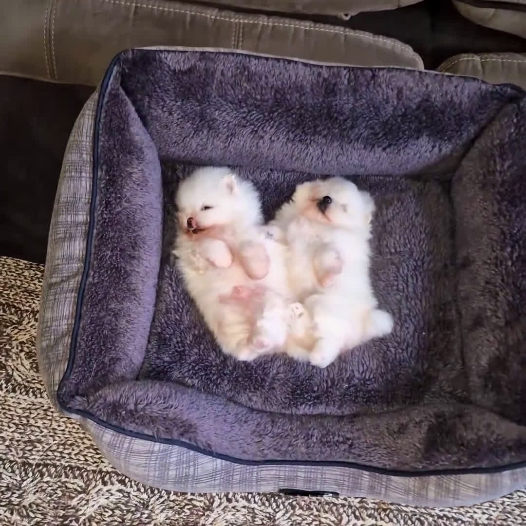 Spitz cani in vendita: Spitz di Pomerania / Volpino tedesco nano - Video 3