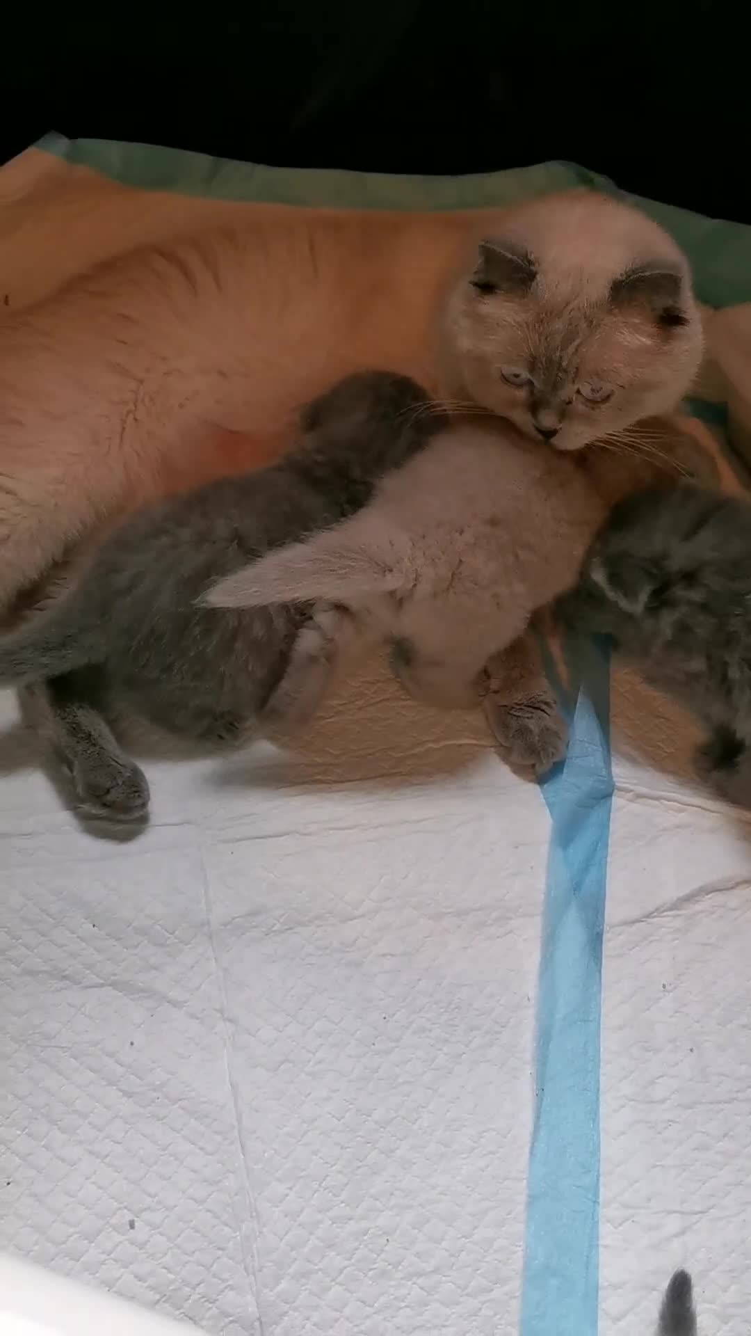 Scottish gatti in vendita: Gattini, cuccioli Scottish è British  - Video 1