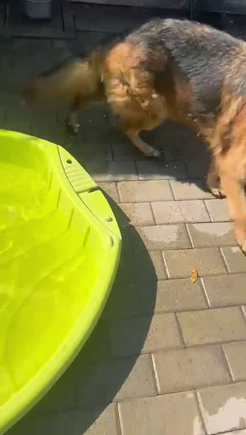 Pastore Tedesco cani in regalo: IBRA PASTORE TEDESCO - Video 1