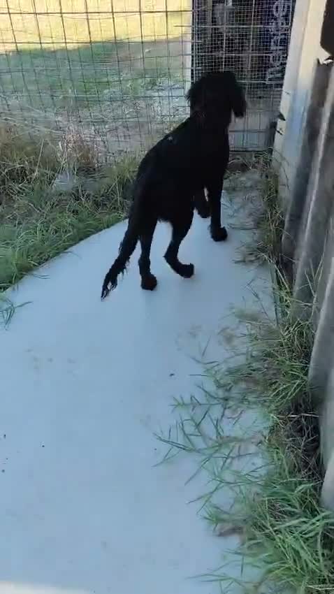 Meticcio cani in regalo: KEYLI cucciola taglia medio piccola - Video 2