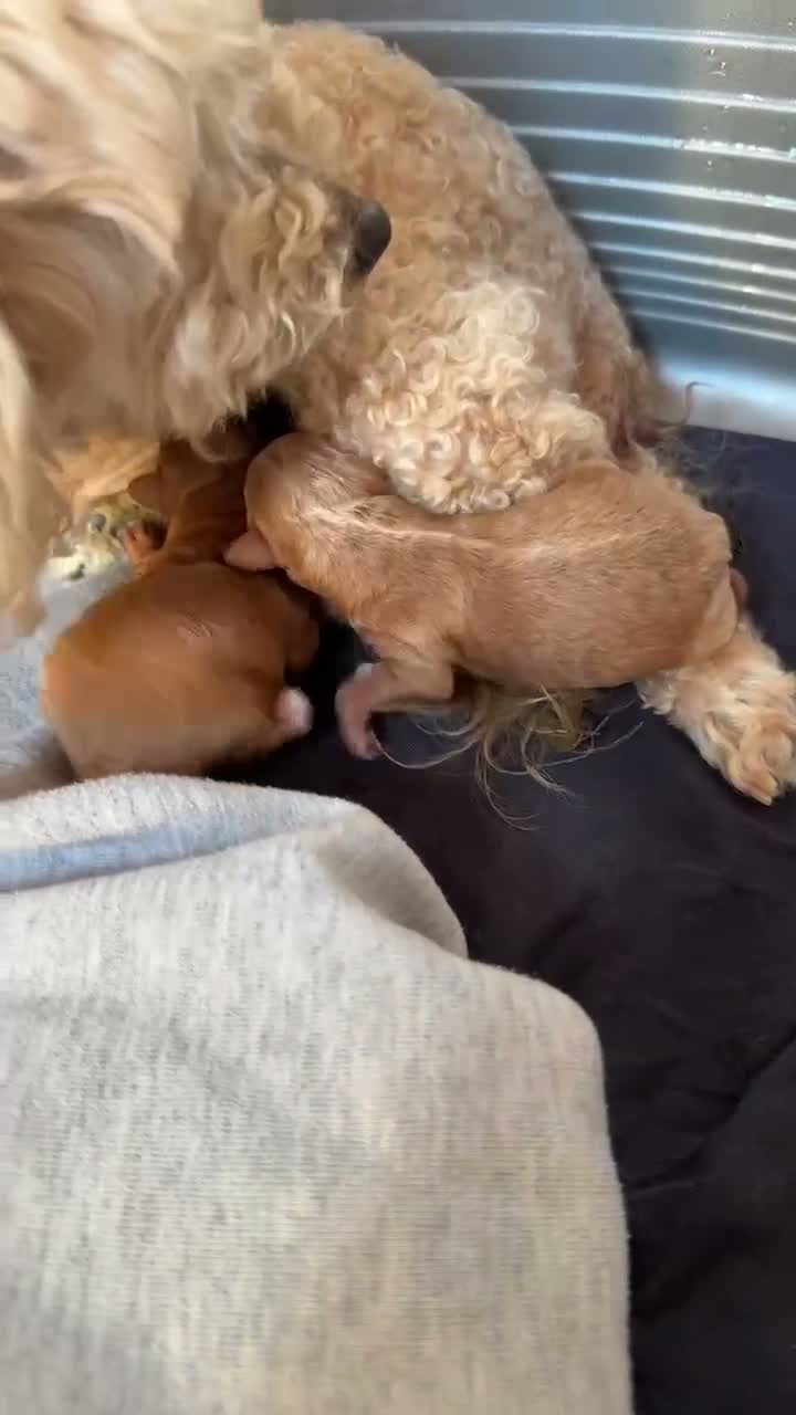 Barboncino Toy cani in vendita: Cucciolo di barboncino Toy - Video 1