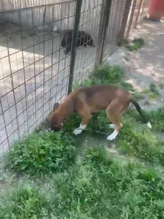 Meticcio cani in regalo: CIOCCOLATO ASPETTA TE - Video 3