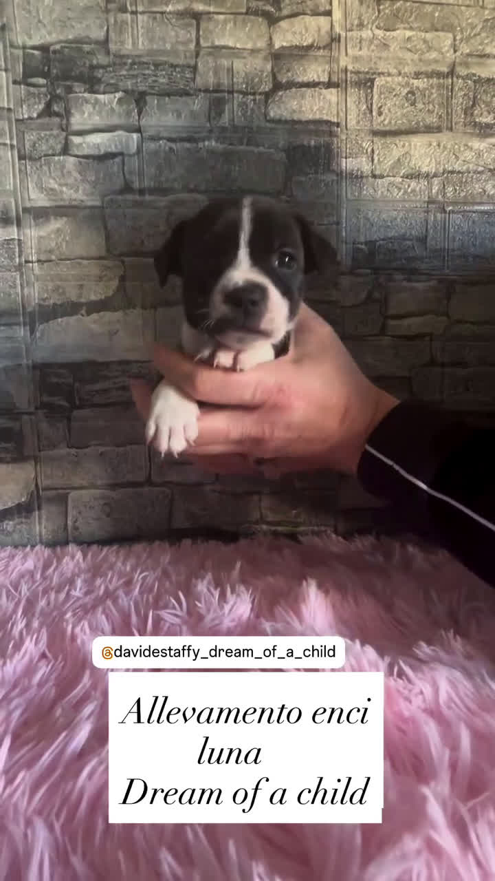 Staffordshire cani in vendita: Staffordshire bull terrier - Video 3