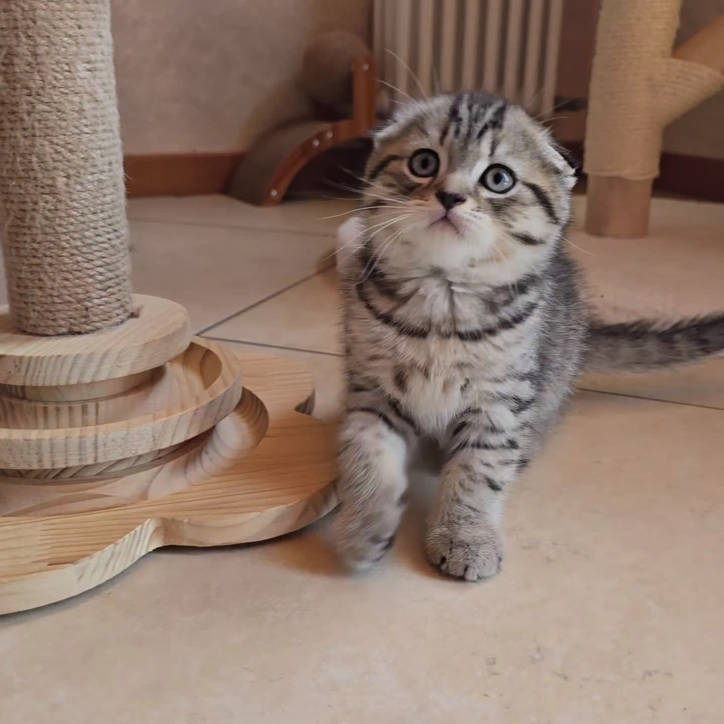 Scottish gatti in vendita: Cuccioli scottish fold e straight  a Provincia di Vicenza - Video 2