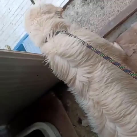 Meticcio cani in regalo: il dolcissimo LUCKY a Città metropolitana di Roma Capitale - Video 1