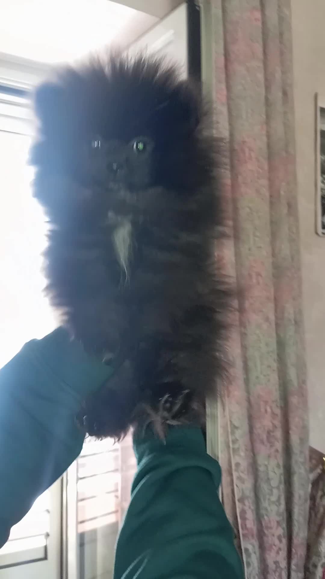 Spitz cani in vendita: Spitz tedesco di Pomerania nano - Video 2