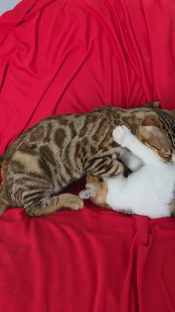 Bengala gatti in vendita: Incrocio Bengala/Scottish  - Video 1