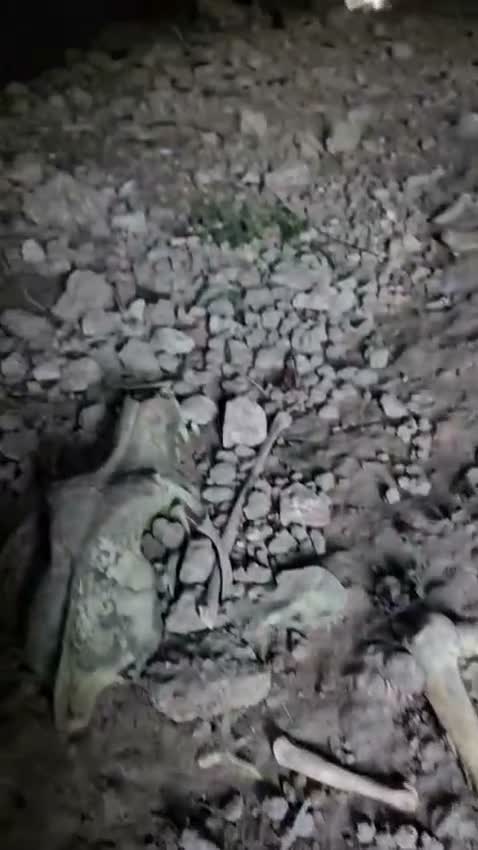 Meticcio cani in regalo: Carrie: 2 mesi taglia contenuta  - Video 4