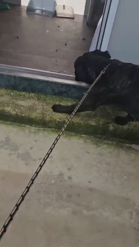 Cane Corso cani in regalo: Lucia: cane corso maltrattata dolcissima  - Video 2