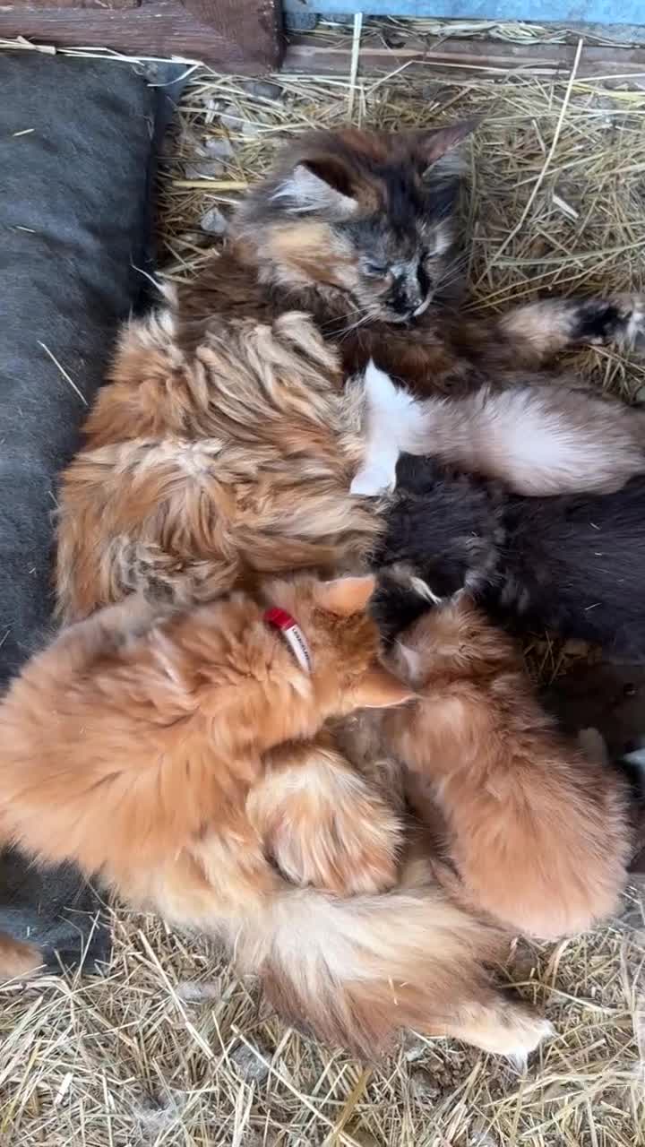 Maine Coon gatti in vendita: Cuccioli rossi di maine coon {AustinXBastet} - Video 3