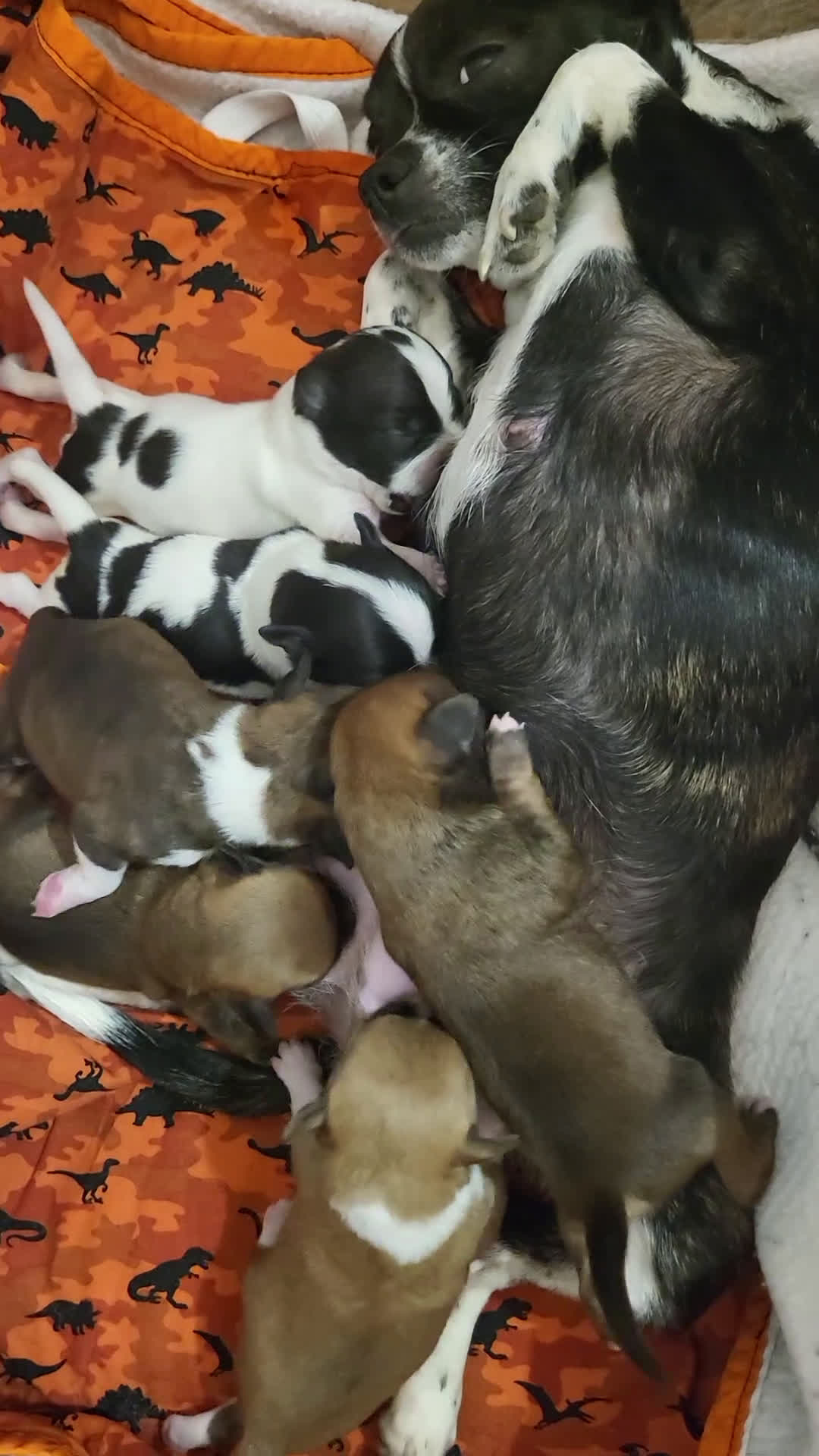 Meticcio cani in vendita: Vendo  - Video 1