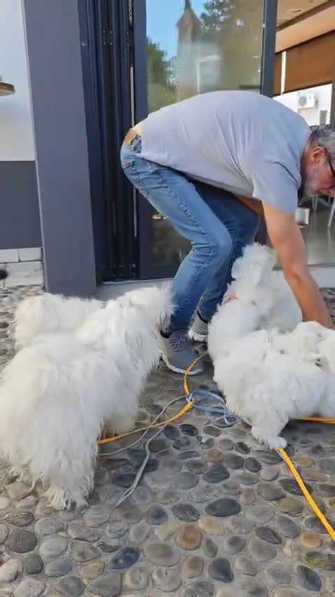 Maltese cani in vendita: Maltesini simpaticissimi maschi  - Video 1