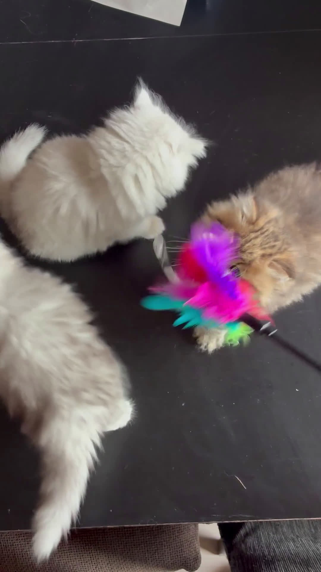 Persiano gatti in vendita: Persiano chincilla  - Video 2