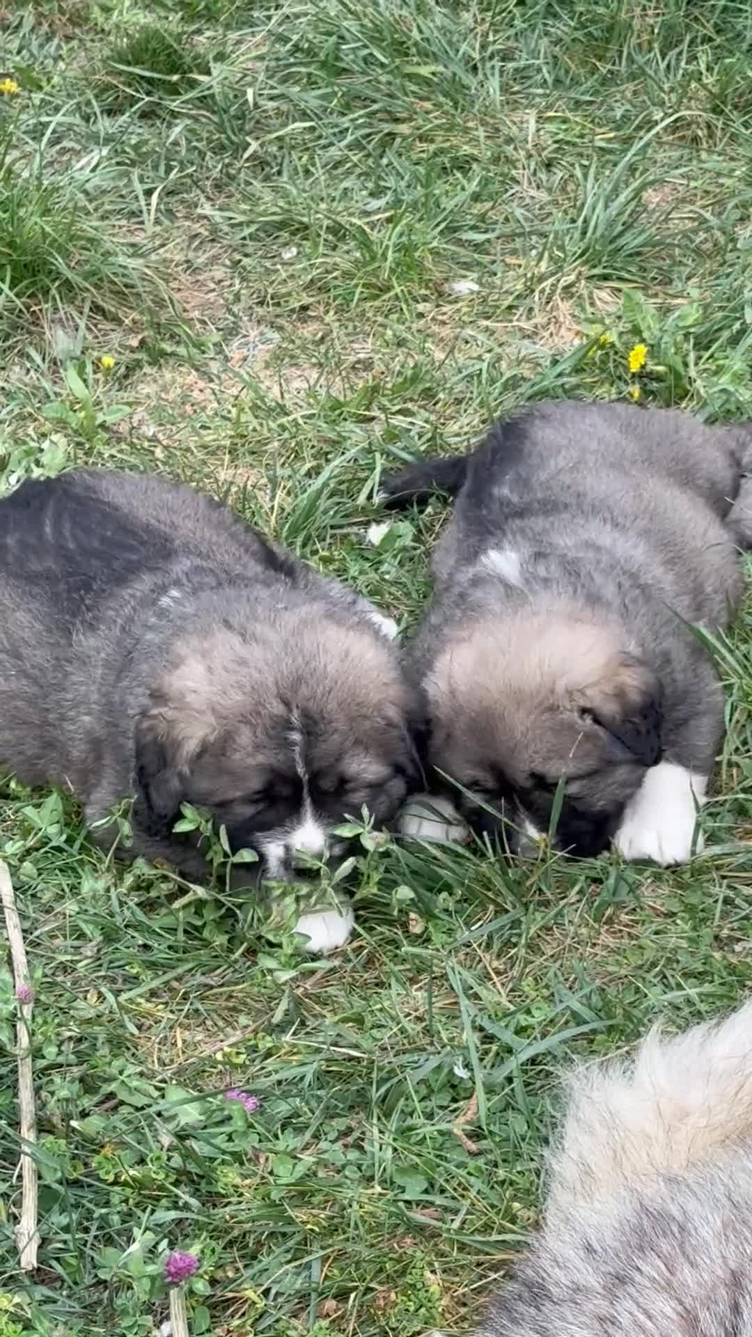 Pastore del Caucaso cani in vendita: Cuccioli Pastore Del Caucaso a Provincia di Savona - Video 1