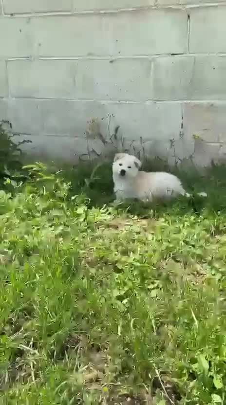 Meticcio cani in regalo: Dimitry cerca casa - Video 1