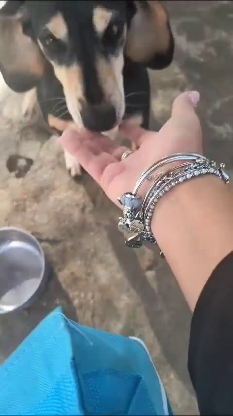 Meticcio cani in regalo: fatevi rapire dalla dolcezza di Giulia - Video 2