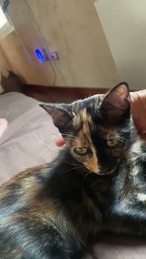 Europeo gatti in regalo: GATTINA TARTARUGATA - Video 3