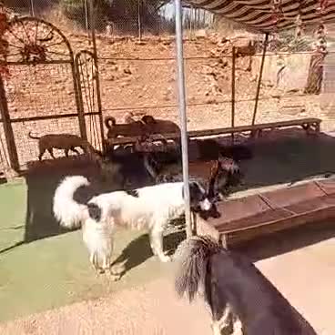 Meticcio cani in regalo: Sama, una meticcia simpatica ed equilibrata - Video 4