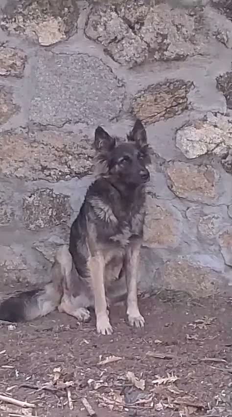 Meticcio cani in regalo: MERAVIGLIOSO ZORRO - Video 1