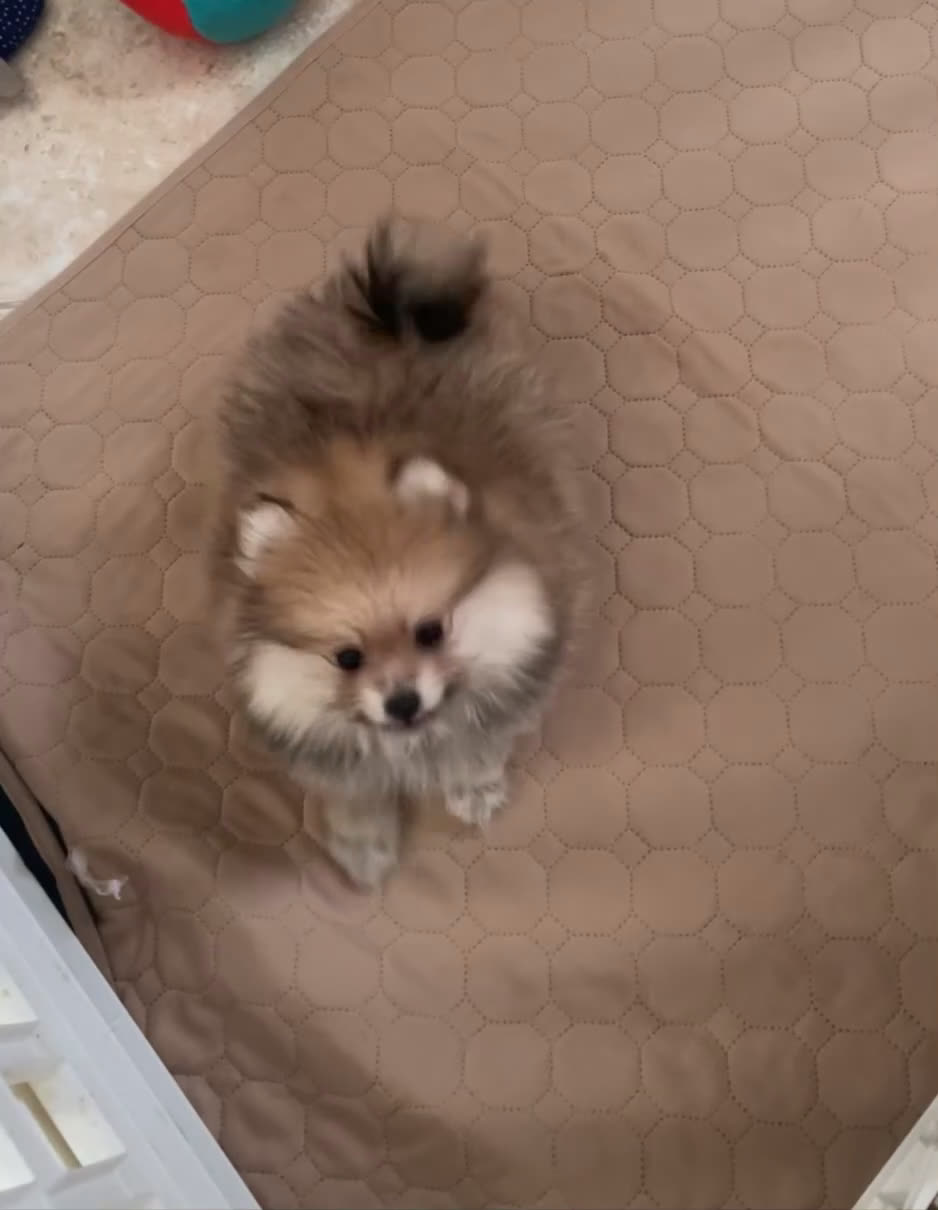 Volpino Pomerania cani in vendita: Spitz nano taglia mignon consegna a domicilio - Video 1