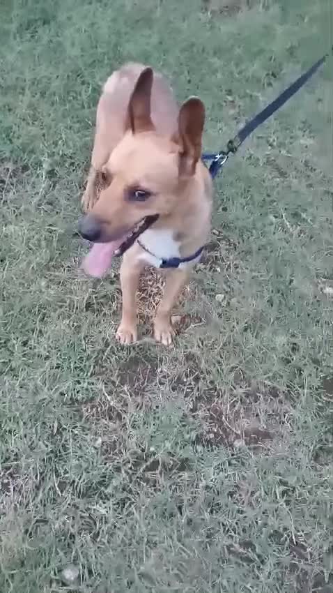 Meticcio cani in regalo: ZAK 9 anni - 12kg tradito dalla famiglia - Video 1